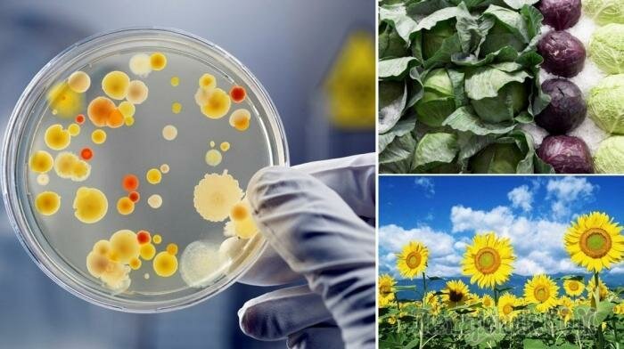 10 продуктов, которые эффективно выводят токсины из организма